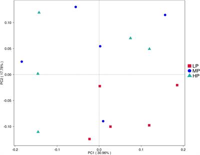 Ruminal microbiota and muscle metabolome characteristics of Tibetan plateau yaks fed different dietary protein levels